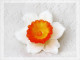 Silicone mold - Big Daffodil - for making soaps, candles and figurines
