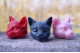 Silicone mold - Little Cat head 3D - for making soaps, candles and figurines